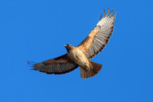 Red-tailed Hawk Flying In Beautiful Light , Seen In The Wild In  North California 