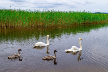 Family of swans on lake Usmas in Latvia. Two white adult and two small grey swan baby swim in the water swim along the reeds.