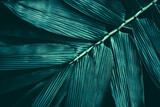 Fototapeta Fototapety do sypialni na Twoją ścianę - bamboo leaves texture, dark abstract background