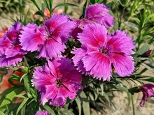There Are Some Beautiful Bright Purple Dianthus Flowers In Bloom