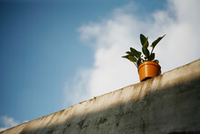 Low Angle View Of Potted Plant Against Wall