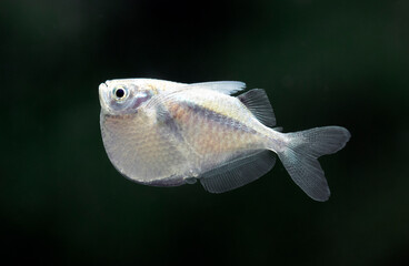 Sticker - Thoracocharax stellatus - Spotfin Hatchetfish