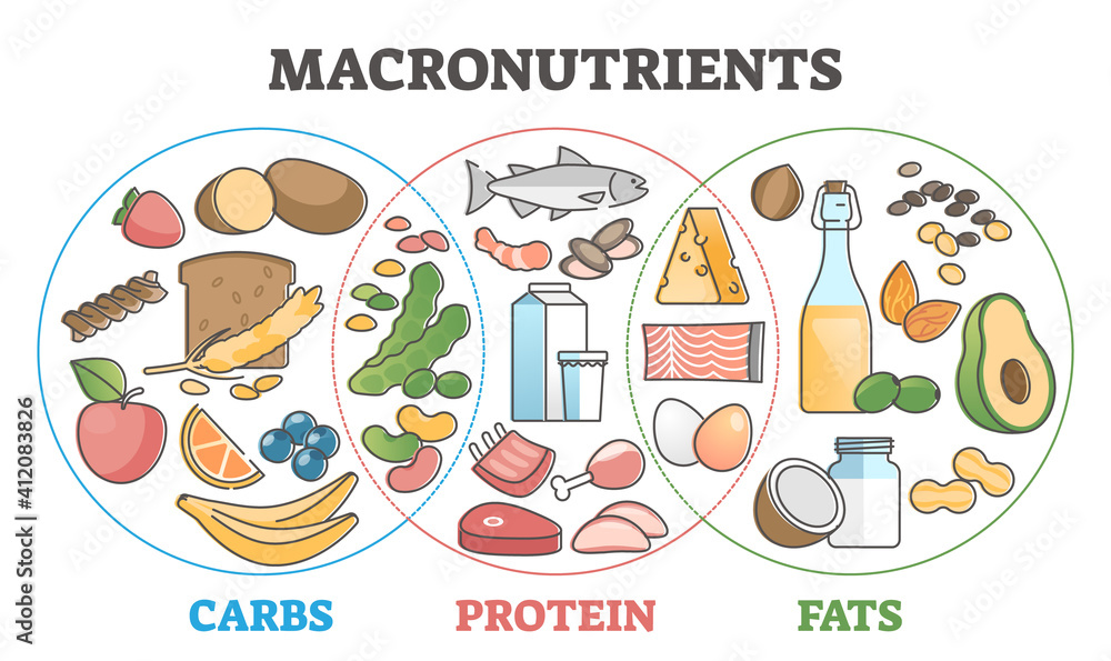 Macronutrients educational diet with carbs, protein and fats outline concept - obrazy, fototapety, plakaty 