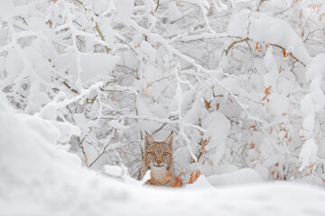 Wall Mural - Winter wildlife portrait. Lynx, cute big cat in habitat, cold condition. Snowy forest with beautiful animal wild lynx, Slovakia. Eurasian Lynx nature running, wild cat in forest.