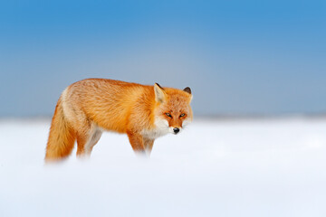 Red fox in white snow. Cold winter with orange fur fox. Hunting animal in the snowy meadow, Japan. Beautiful orange coat animal nature. Wildlife Europe. Detail close-up portrait of nice fox.