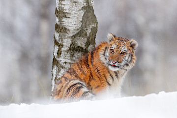 Wall Mural - tiger snow run in wild winter nature. siberian tiger, panthera tigris altaica. action wildlife scene