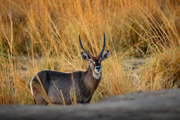 Waterbuck, Kobus ellipsiprymnus, large antelope in sub-Saharan Africa, detail face portrait. Nice African animal in the nature habitat, Mana Pools NP, Zimbabwe. Wildlife scene from nature.