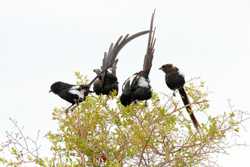 urolestes melanoleucus, magpie shrike, african long-tailed bird, sitting on the tree trunk in the ho
