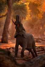 Elephant At Mana Pools NP, Zimbabwe In Africa. Big Animal In The Old Forest, Evening Light, Sun Set. Magic Wildlife Scene In Nature. African Elephant In Beautiful Habitat. Art View In Nature.