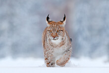 Winter Wildlife In Europe. Lynx In The Snow, Snowy Forest In February. Wildlife Scene From Nature, Germany. Winter Wildlife In Europe.