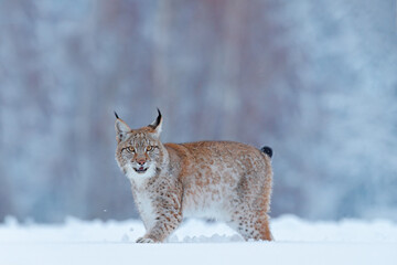 Wall Mural - Winter wildlife in Europe. Lynx in the snow, snowy forest in February. Wildlife scene from nature, Germany. Winter wildlife in Europe.