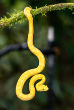 A Strikingly Colored Yellow And White Eyelash Pit Viper, Bothriechis Schlegelii, Coiled In A Tree And Vine In Costa Rica, Waiting For Prey