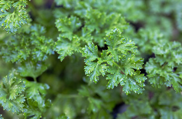 Health benefits of parsley with dew drops , Parsley is loaded with antioxidants , Can be used as a background