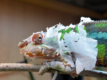Close-up Of Chameleon Shedding Its Skin