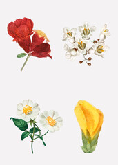 Poster - Vintage flower vector set hand drawn illustration