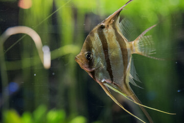 Wall Mural - fish in aquarium