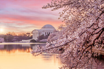 Fototapete - Cherry Blossom Festival in Washington, D.C. in USA