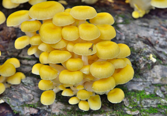 Canvas Print - Edible mushrooms on tree 6