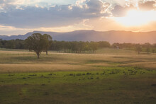 Golden Summer Sunset Or Sunrise Light Cast Over A Picturesque Rural Landscape In The Hunter Valley Region, Renowned Wine Country In NSW, Australia.