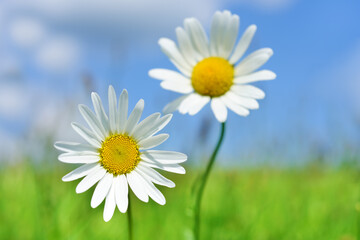 Wall Mural - beautiful camomiles on green field