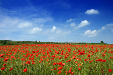 Wall Mural - idyllic view, meadow with red poppies blue sky in the background