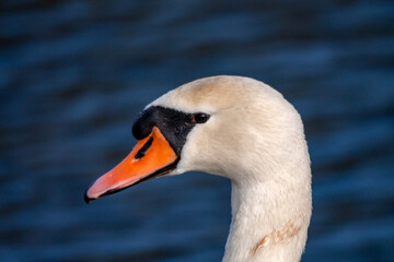 Tête de cygne blanc en gros plan