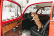 
Dog, corgi, pembroke, car, winter, driver, animals