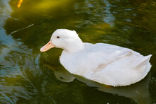 White Duck Floating On The Green Water