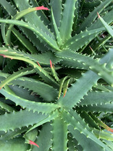 Closeup Shot Of Green Aloe Vera Plant Leaves With Thorns On The Island Of Maui, Hawaii