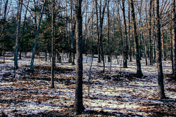 forest in winter