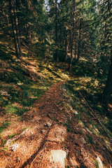 A tree in a forest