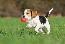Beagle Puppy Dog Runs With Ball Of The Meadow