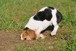 Beagle puppy dog sniffs and digs for a mouse 