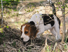 Beagle Puppy Dog Sniffing