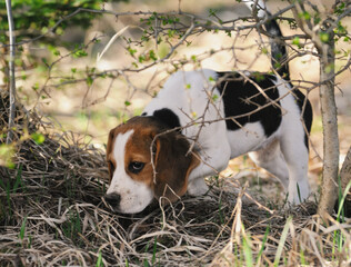 Beagle puppy dog sniffing