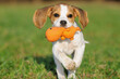 Beagle puppy dog runs with ball of the meadow