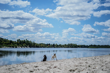 two dogs on the beach