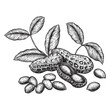 Peanuts and leaves. Hand drawn sketches vector illustration on white background in vintage style.