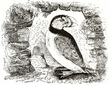 Atlantic Puffin (Fratercula Arctica) In A Rough Rocky Frame And Other Single Exemplar Far In The Distance. Ancient Grey Tone Etching Style Art By Unidentified Author, Magasin Pittoresque, 1838