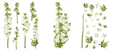 Delphinium Larkspur Isolated On White Compilation 3d Vector Illustration Set. Realistic Floral Parts, White And Green Flowers, Leafs. Bouquet Parts. Alternative Medicine, Phototherapy. Botanical 