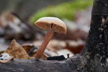 Edible Mushroom Tubaria Furfuracea In The Floodplain Forest. Known As Scurfy Twiglet. Wild Fungus Growing On The Wood.