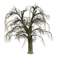 Wall Mural - 3d rendering weeping willow on white