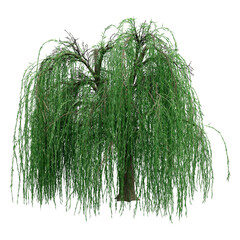 Wall Mural - 3d rendering weeping willow on white