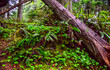 © Oleg Kovtun - Wet forest on the shores of the Pacific Ocean in Olympic National Park, Washington