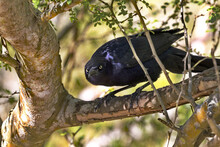 Grim Scowl From Great Tailed Grackle In Texas