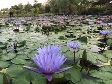 Lotus Pond At Kampangpetch, Thailand.
