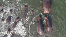Looking Down On A Herd Of Hippopotamuses In Water, Hippos Are Moving Through The Water