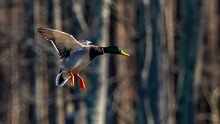 Mallard Duck On The Lake