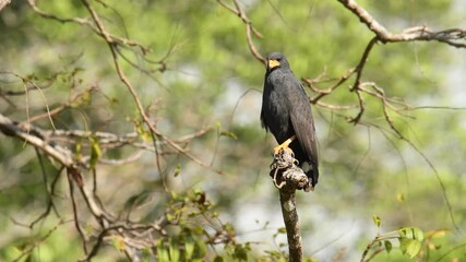 Wall Mural - Common Black Hawk - Buteogallus anthracinus  big dark bird of prey in the family Accipitridae, formerly Cuban black-hawk - Buteogallus gundlachii as a subspecies, on the tree, eats crab and fly away.