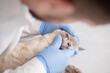 © Julija - Vet examining eyes of a Burmese cat in a veterinary clinic. Veterinarian in medical gloves is checking the eye of  cat.